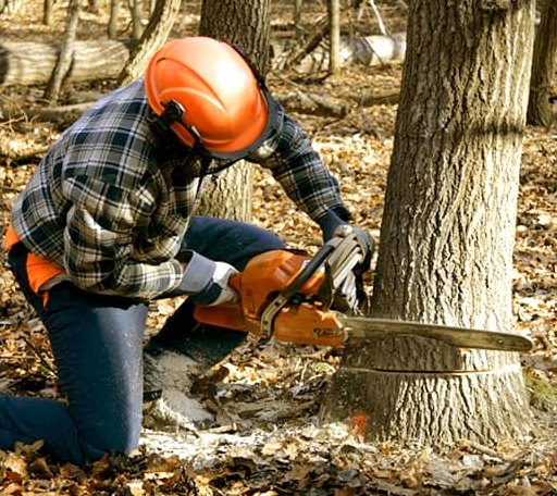 Tree Removal in Ridgeway, OH